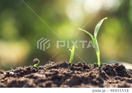 種子発芽の写真素材 - PIXTA