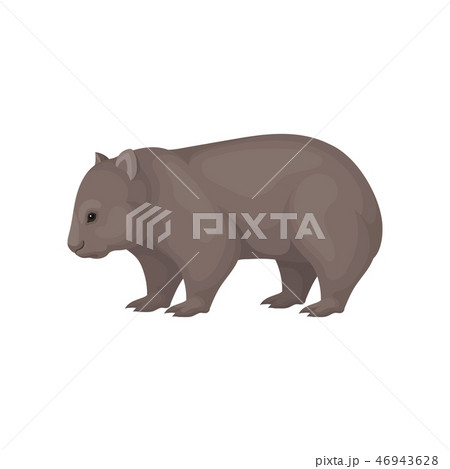 ウォンバットのイラスト素材