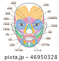 顔と首回りの筋肉 名称入りのイラスト素材