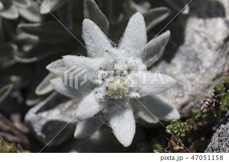 エーデルワイス 花の写真素材