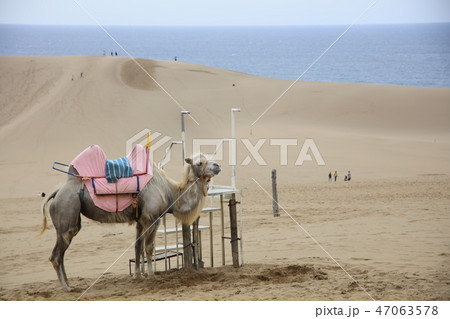鳥取砂丘 ラクダ 動物 砂丘の写真素材