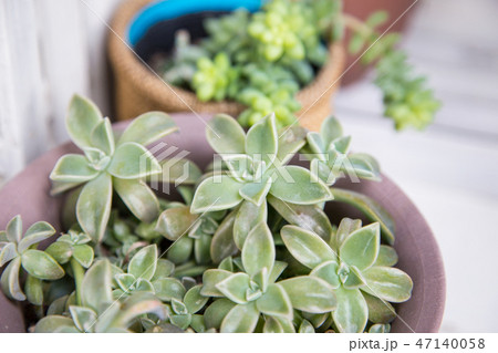 新玉つづり 多肉植物 ビアホップ ベンケイソウ科の写真素材