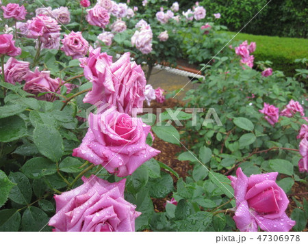 紫雲 花 バラ 滴の写真素材