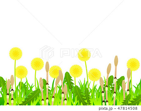 土筆 つくし たんぽぽ 春のイラスト素材 - PIXTA