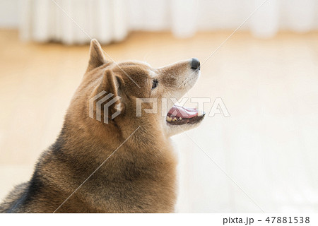 犬 柴犬 横顔の写真素材