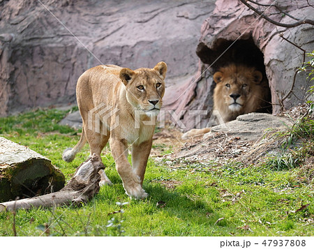 ライオン カップル 仲良し 夫婦の写真素材 - PIXTA
