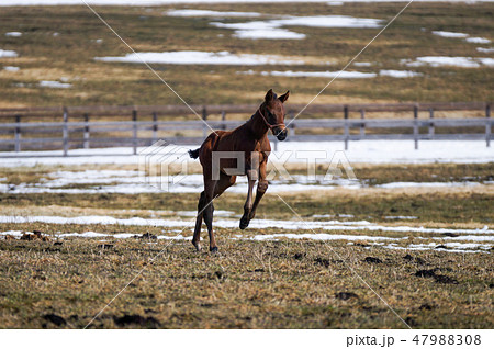 サラブレッド 動物 馬 躍動感の写真素材