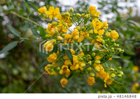 アンデスの乙女の写真素材