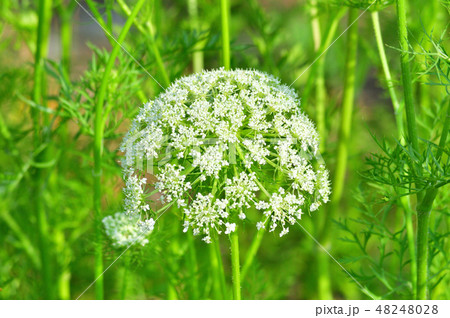 花 小花 レースフラワー ホワイトレースフラワーの写真素材