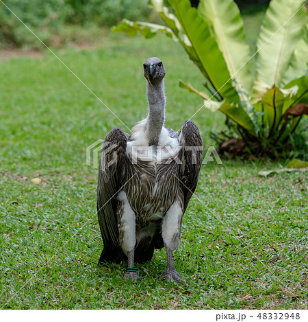 禿鷹 | はげたか ハゲタカ | hagetaka hagetaka 은 무슨 뜻인가요