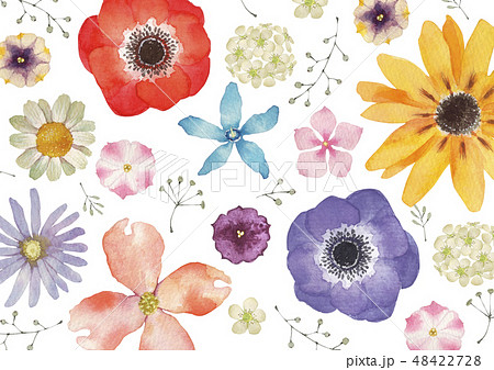 夏の花のイラスト素材集 ピクスタ