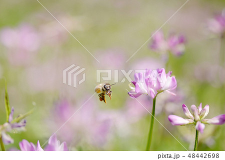 蜂 ハチ ミツバチ レンゲの写真素材