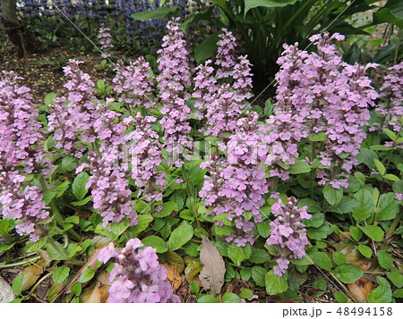 花 アジュガ 花壇 草花 グランドカバーの写真素材