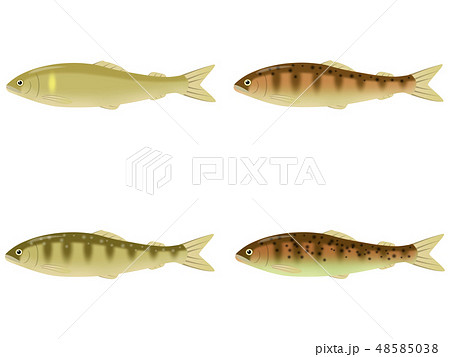 川魚のイラスト素材 Pixta