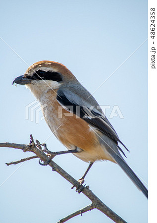 モズ かわいいの写真素材