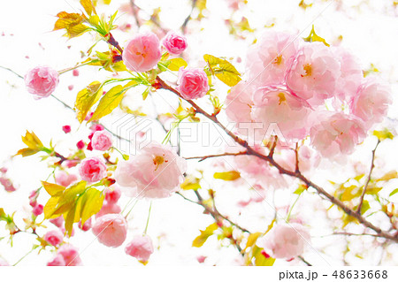 雨に濡れた八重咲きの桜