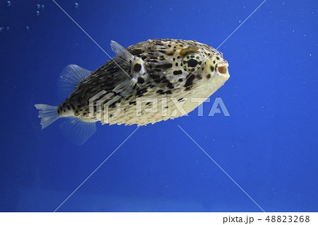 フグ ハリセンボンの写真素材集 ピクスタ