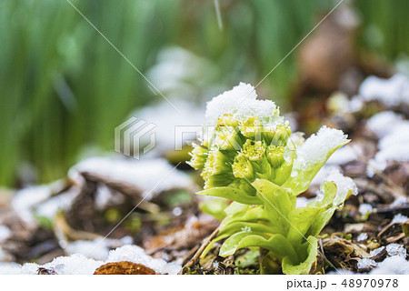 フキノトウ 蕗の薹 ふきのとう 雪の写真素材