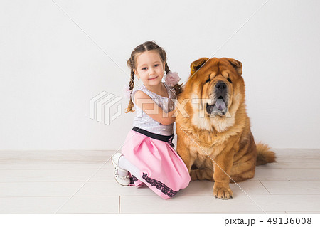 チャウチャウの写真素材