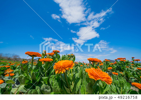 フラワーパーク浦島 四国 香川県 花畑の写真素材