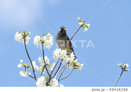 椋鳥の写真素材