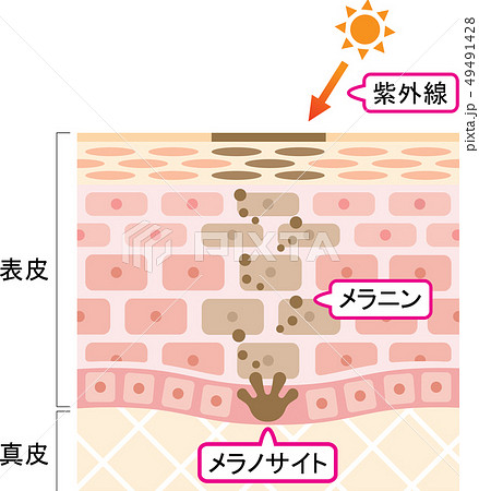 メラノサイト細胞のイラスト素材