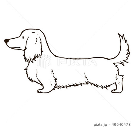 ミニチュアダックスフンド 犬 ペット 横向きのイラスト素材 - PIXTA