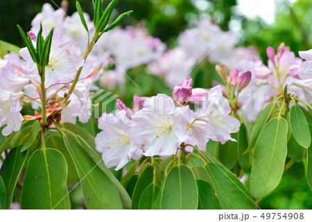 石楠花 写真集 1