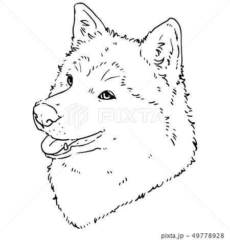 動物 犬 陸の哺乳類 白黒の写真素材