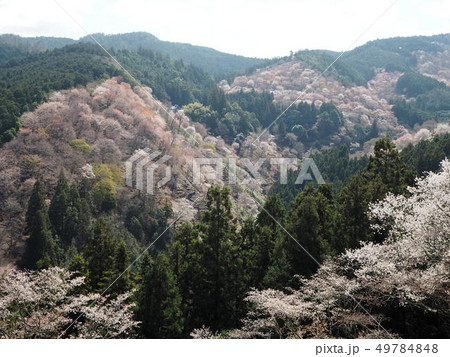 吉野桜の写真素材