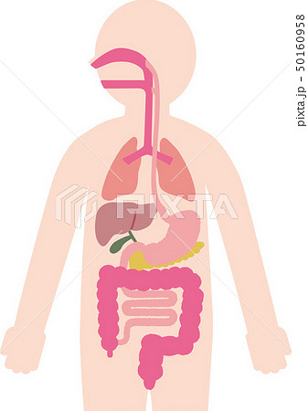 ベクター イラスト 食べ物の通り道 気管のイラストのイラスト素材