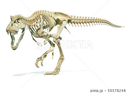 ティラノサウルス 恐竜 骨 化石のイラスト素材