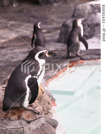 北海道 札幌 ペンギン 円山動物園の写真素材