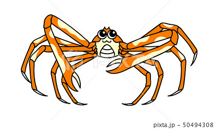 タカアシガニのイラスト素材 - PIXTA
