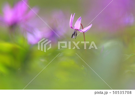 カタクリの花の写真素材
