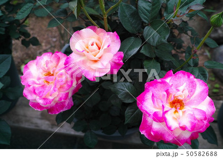 薔薇 アブラカタブラ 植物 花の写真素材