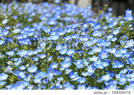 花 植物 ネモフィラ 神奈川県の写真素材