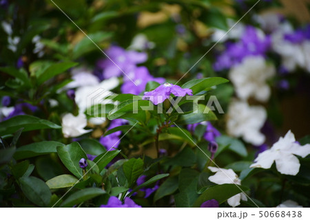 アメリカジャスミン 紫色 花 植物の写真素材