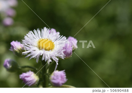 ハルシオン 花の写真素材