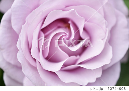 花びら 薔薇 花 渦巻きの写真素材 - PIXTA