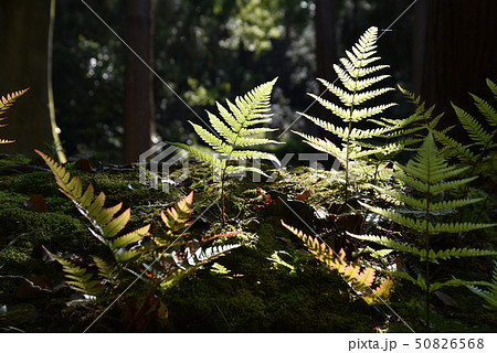 胞子によって増える植物の写真素材