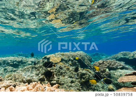 珊瑚 珊瑚礁 海中 テーブルサンゴの写真素材 - PIXTA 珊瑚 珊瑚礁 海中 テーブルサンゴの写真素材 - PIXTA