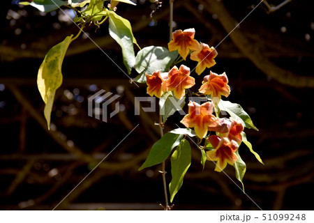 ツリガネカズラ オレンジ色の写真素材
