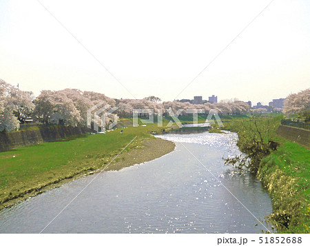 土手 川 桜 春のイラスト素材