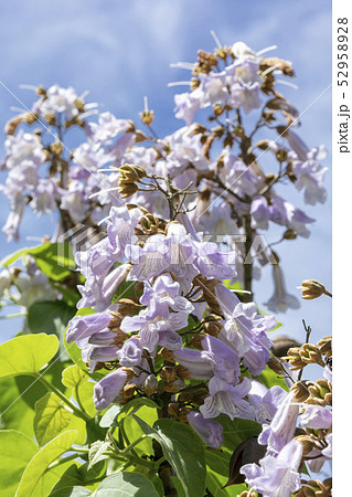 桐の花 桐 花の写真素材 - PIXTA