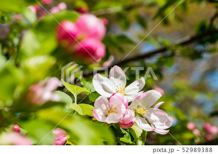 りんごの花の写真素材