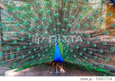 求愛行動 動物の写真素材