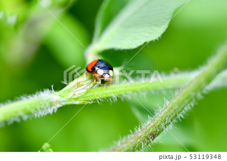 二星テントウ虫 昆虫の写真素材