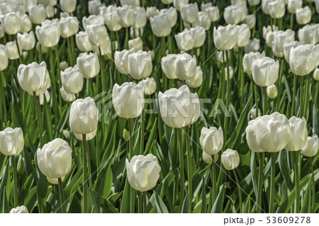 花 チューリップ 植物 韓国の写真素材 花 チューリップ 植物 韓国の写真素材