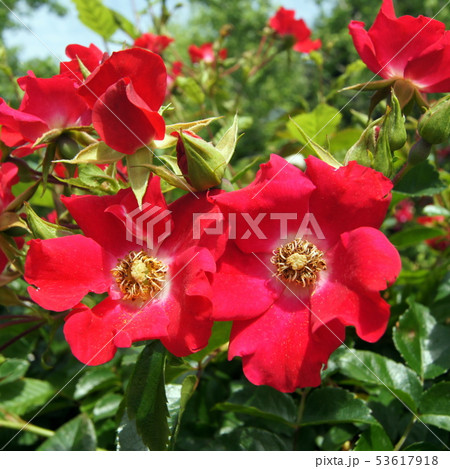 花 ドルトムント 赤色 植物の写真素材